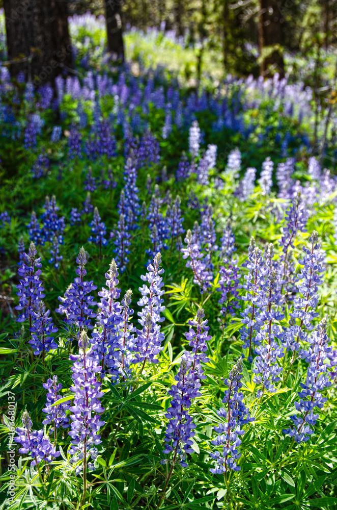 Obraz premium Wild Lupine Covers the Forest Floor