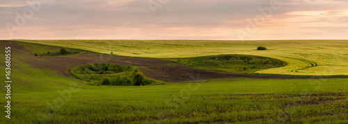 Panoramic photo of rapeseed yellow field. Canola field in summer day. Yellow and green fields. © Viktoria