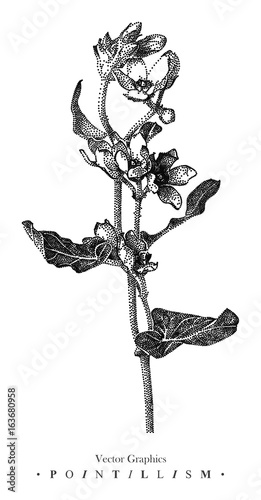 Vector illustration with wild flower drawn by hand. Graphic drawing, pointillism technique. Botanical natural collection. Black and white floral element isolated on white