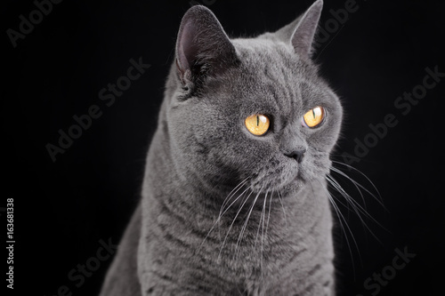 Portrait of a gray British shorthair cat