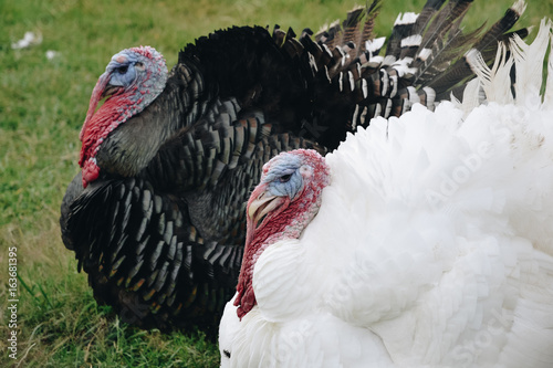 Yin & Yang Turkeys