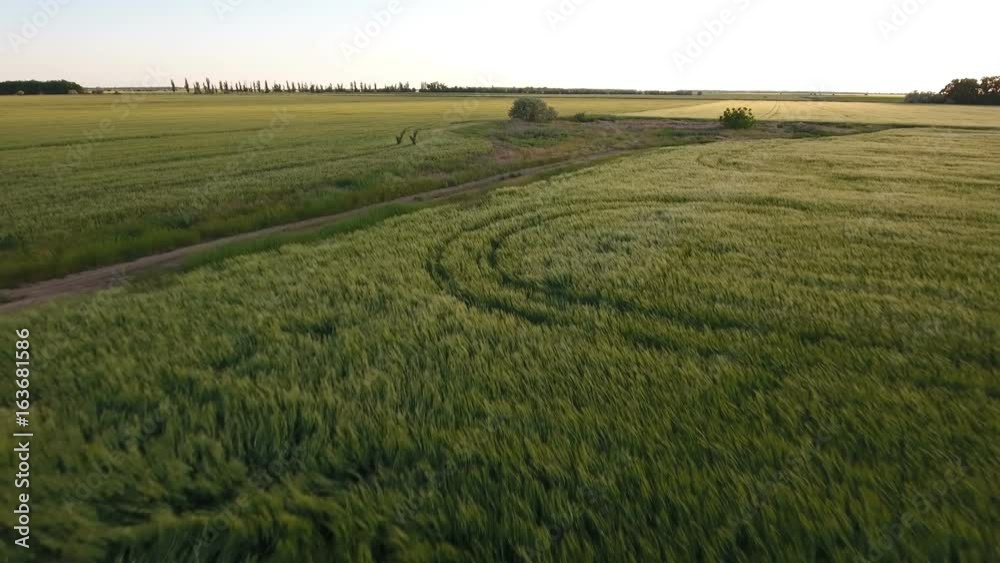 Astonishing view on a green agricultural field, in Eastern Europe in a sunny day in summer. The  green plants are waving from a low flying drone and look gorgeous and great