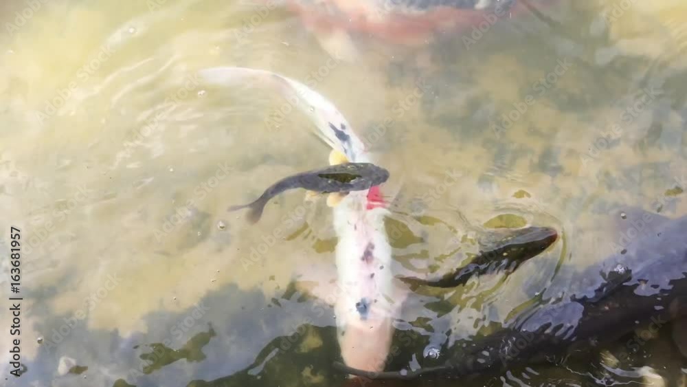Kois im Teich, Koi, Fisch