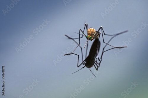 Northern house mosquito (Culex pipiens) with reflection on the blue water surface, macro shot with generous copy space