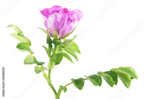 Branch of sweetbriar rose (Rosa rubiginosa) with pink flower and green leaves isolated on white background