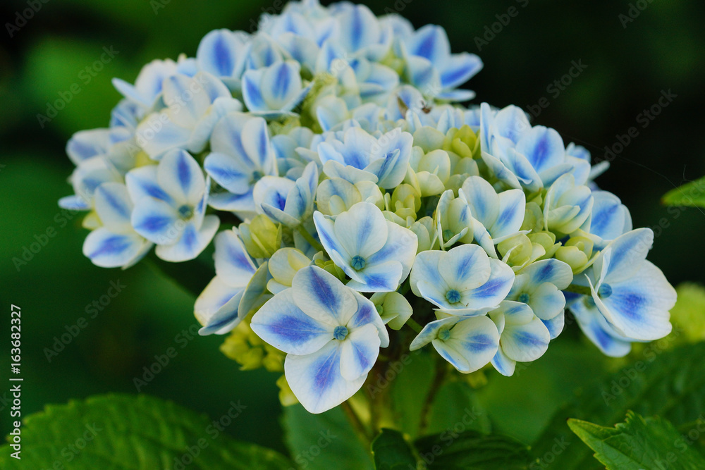 Penny mac, Hydrangea macrophylla Penny mac, Hydrangea macrophylla