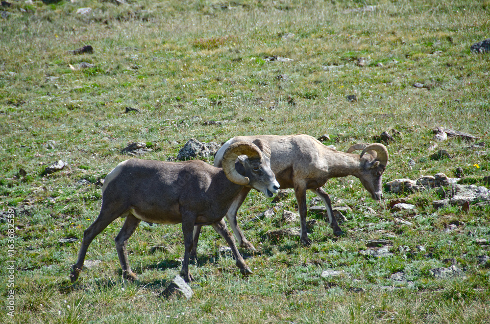 Obraz premium Male Bighorn Sheep in Rocky Mountain National Park