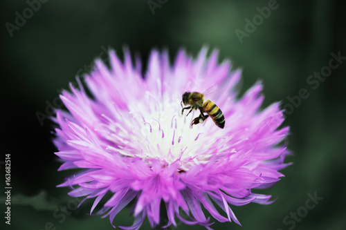 The bee pollinates the purple flower