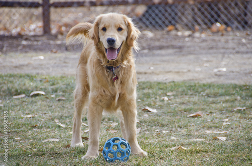 Golden Retriever Puppy Ready to Play Ball