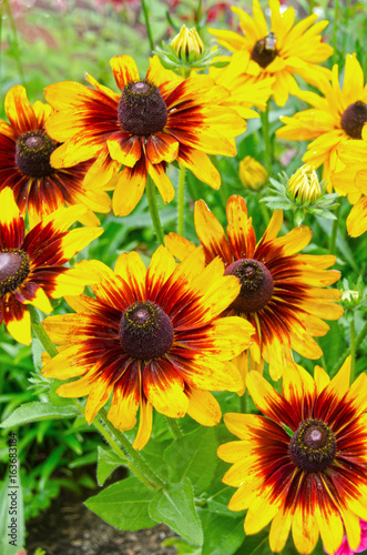 Denver Daisy Black Eyed Susans in Full Bloom © Shelley