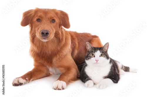 Nova Scotia duck tolling retriever dog and a cat lying together. Isolated on ...