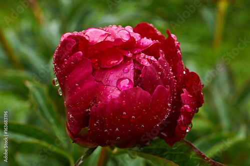 Red peony flower after rain/Raindrops are visible on the red peony bud. Marco, Nature, flowers, Russia, Moscow region, Shatura photo