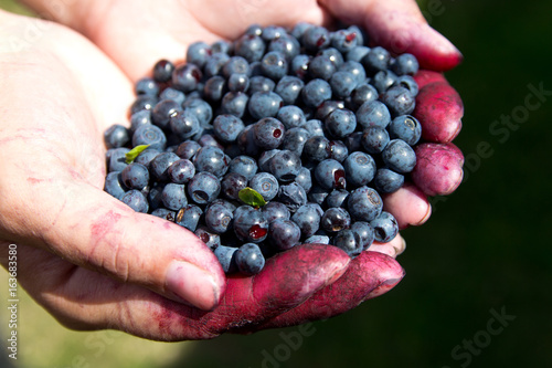 Fresh blueberries in woman's hands after collecting in the woods