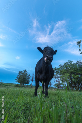 Cow Portrait Close up 