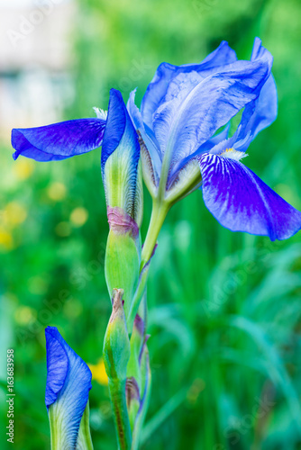 Fototapeta Naklejka Na Ścianę i Meble -  Close-up of iris flower