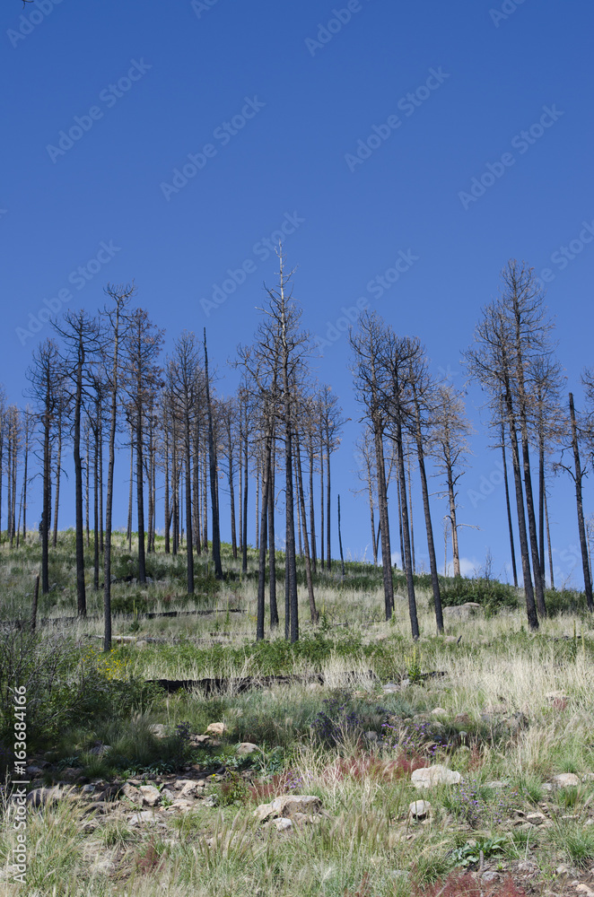 Remnants of a Forest Fire