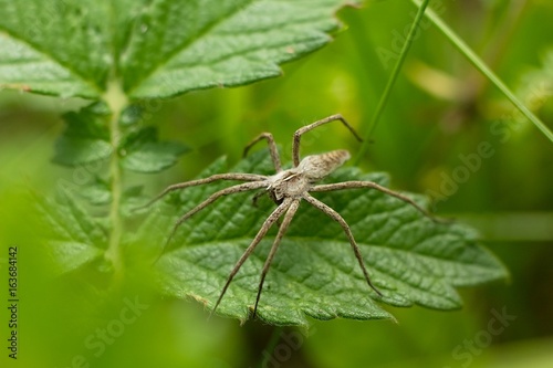 Spider on green grass. © venars.original
