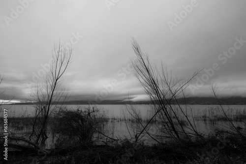 Skeletal trees and plants on a lake shore, beneath a moody sky