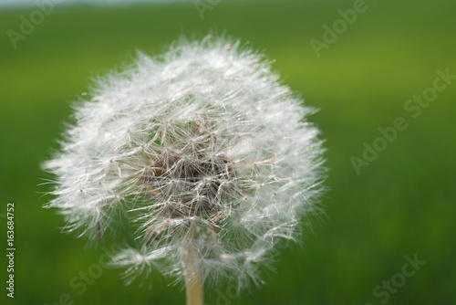 Fototapeta Naklejka Na Ścianę i Meble -  dandelion closeup on green background