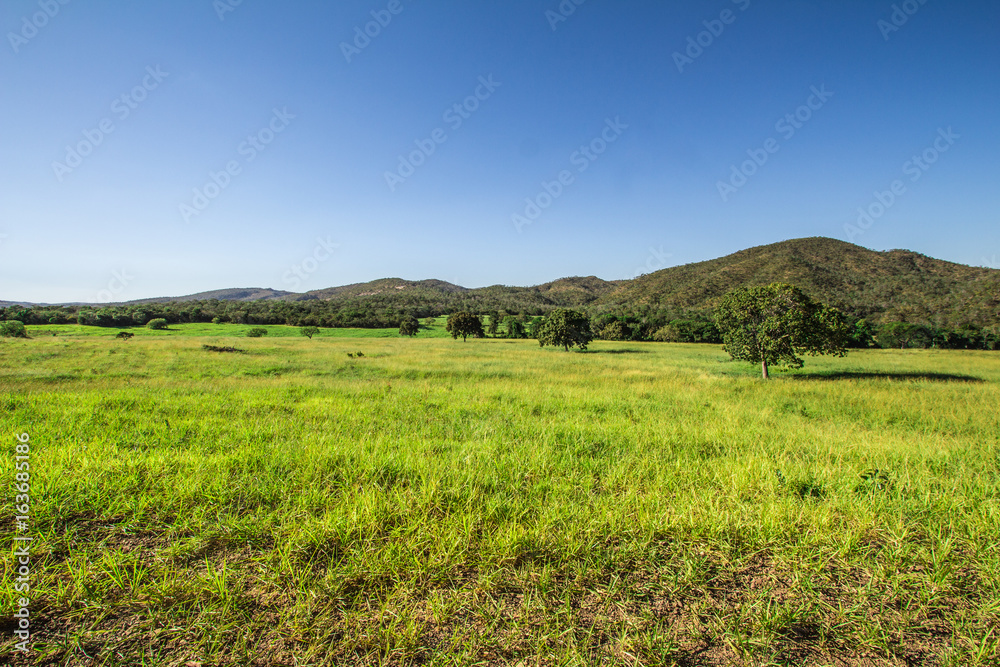 Green Field in Pirenopolis