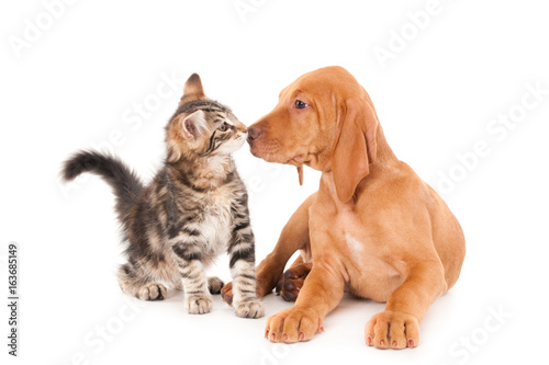Kitten and Magyar Vizsla puppy smelling each other. Isolated on white.