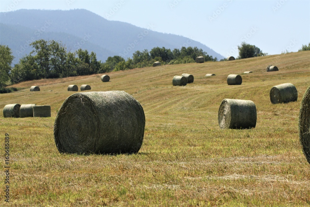 Bales of hay in field