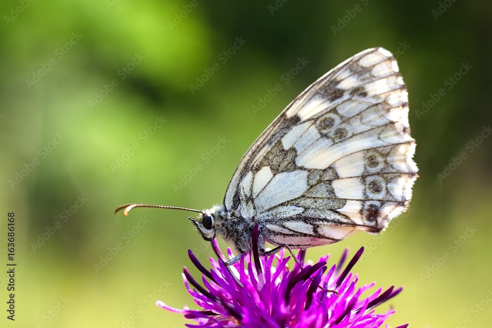 Fototapeta premium Butterfly Melanargia galathea
