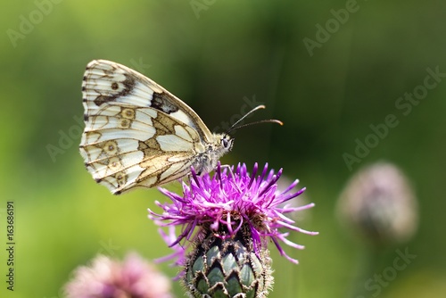 Butterfly Melanargia galathea