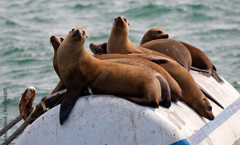 Fototapeta premium Seals on buoy