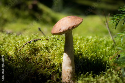 single mushroom closeup against green forest