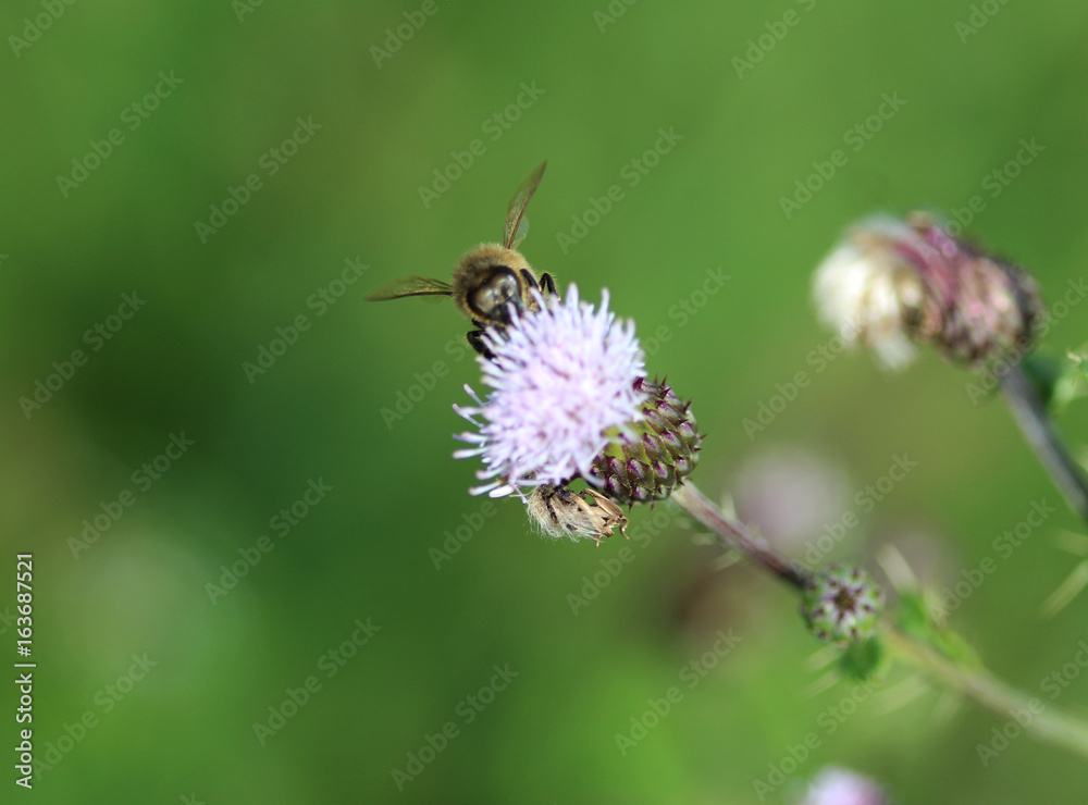 Drone fly