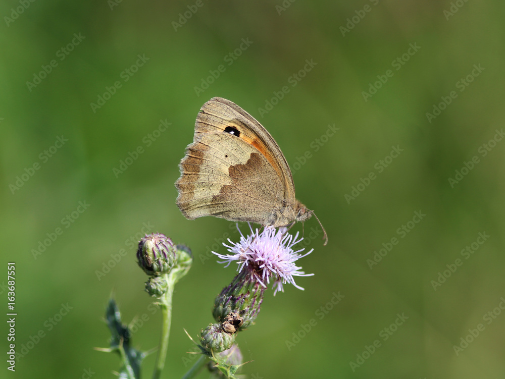 Fototapeta premium Brown meadow (Maniola jurtina) 