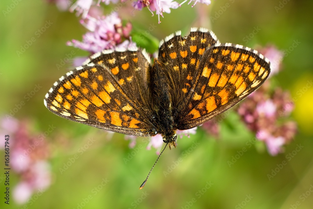 Butterfly Nymphalis polychloros