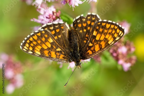 Butterfly Nymphalis polychloros photo