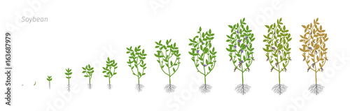Soybean Glycine max. Growth stages vector illustration