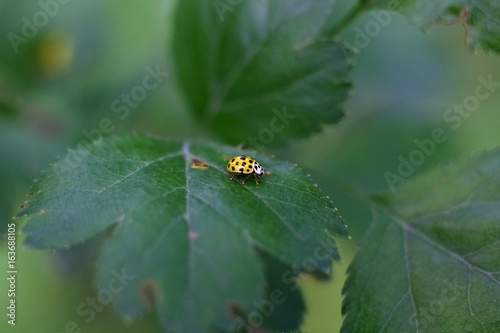 Yellow ladybird on green background.
