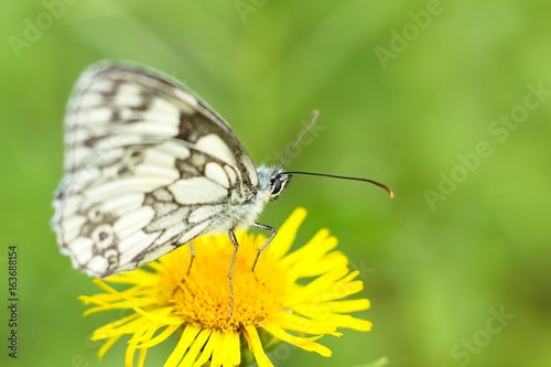 Butterfly on yellow flower. © venars.original