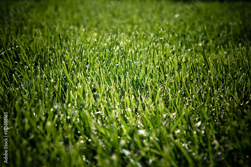 Mow grass playing field with dark edges as background