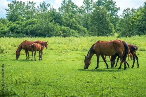 Brown horses are grazing green herbs on pasture