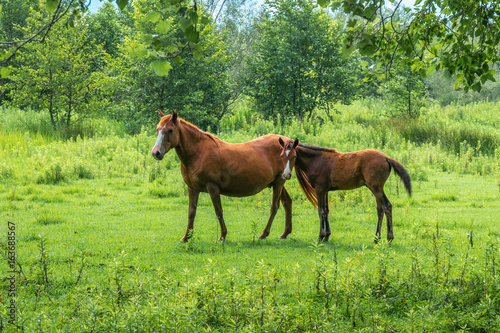 Brown horses on pasture, nature, Animal world © k_samurkas