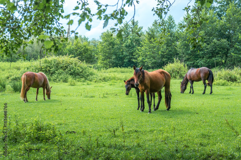 Brown horses on pasture, nature, Animal world Brown horses on pasture, nature, Animal world