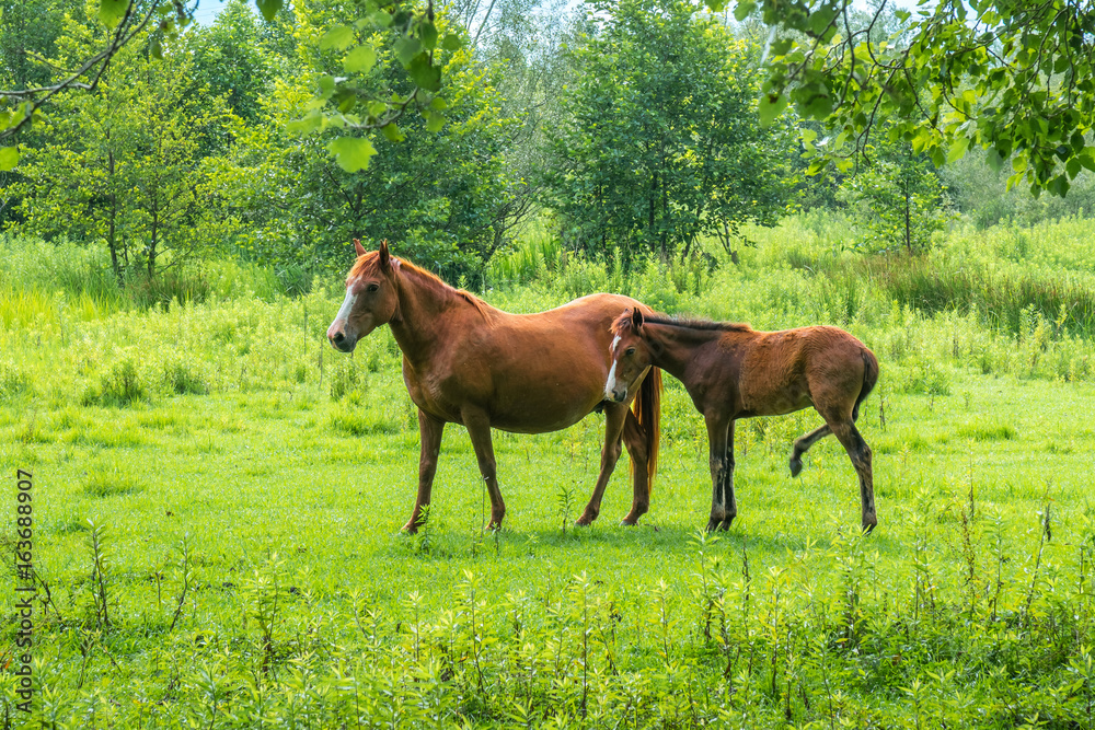 Brown horses on pasture, nature, Animal world Brown horses on pasture, nature, Animal world