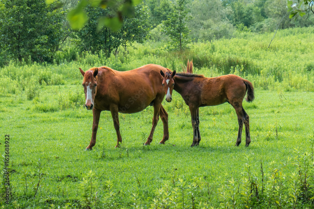 Brown horses on pasture, nature, Animal world Brown horses on pasture, nature, Animal world
