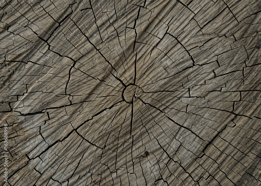 Fototapeta premium Ahşap Doku