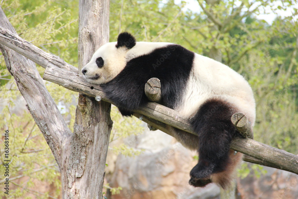 Obraz premium zoo beauval