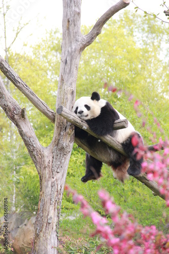 panda beauval © olivier