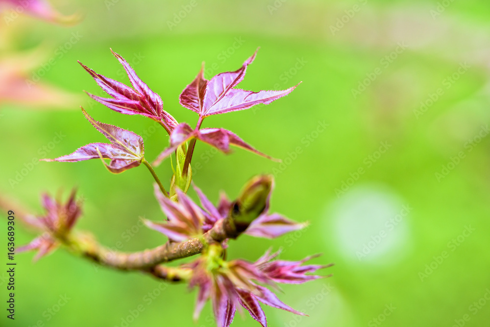 Obraz premium Red young leaves of Maple, Liquidambar formosana, Chinese sweet gum or Formosan gum are blossoming on green background