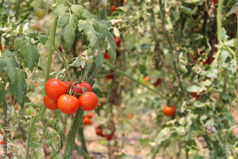 branch of red tomatoes,organic vegetables