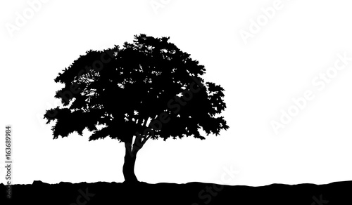 tree on the hill silhouette on an isolated background. Vector illustration eps10.