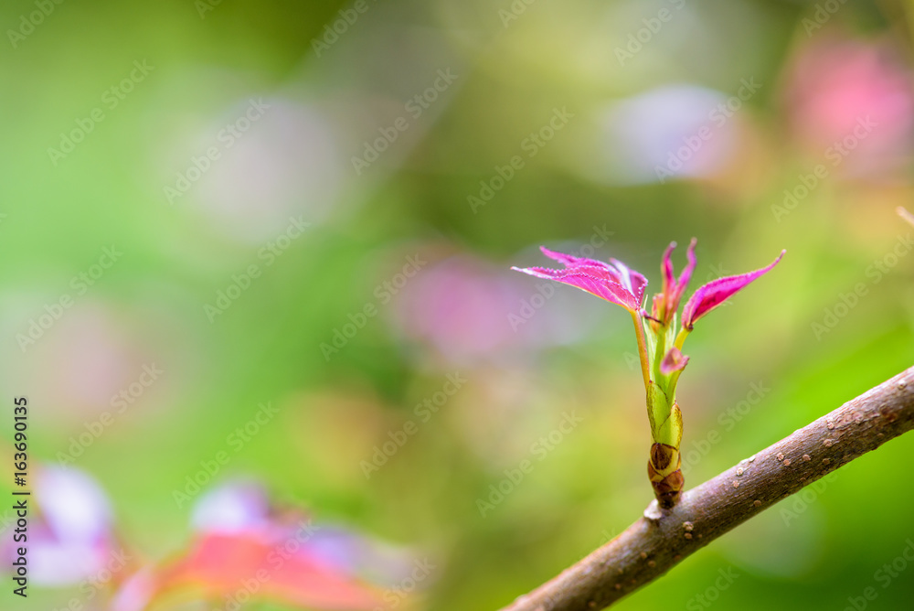 Red young leaves of Maple, Liquidambar formosana, Chinese sweet gum or Formosan gum are blossoming on green background Red young leaves of Maple, Liquidambar formosana, Chinese sweet gum or Formosan gum are blossoming on green background